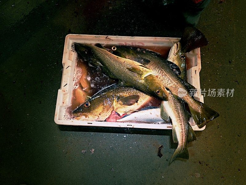Selling fresh killed fish in plastic box. Plastic box with bloody water